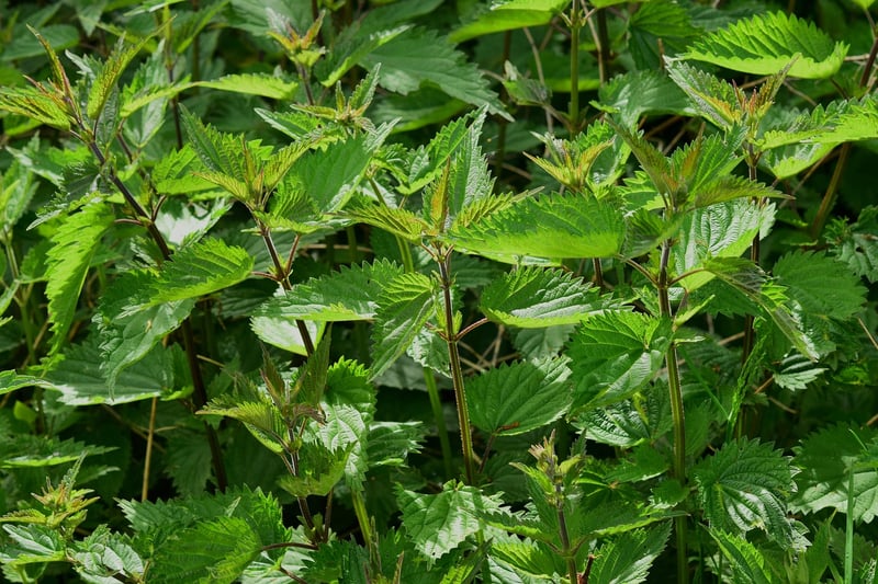 Herb Clipping